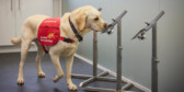 Trained golden retriever smells socks in a COVID-19 detection training session.