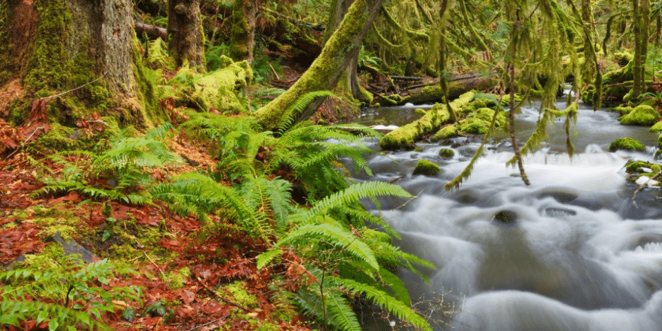 salmon stream in forest