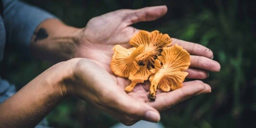 Wild mushrooms