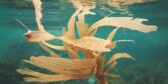 Seaweed growing on bottom of sea