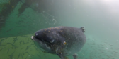 A salmon that is covered with lice swims with wild fish inside a net.