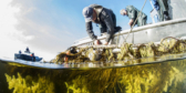 A shot from part way under the water looking up at fishers harvesting roe from the side of their boat.