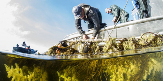 A shot from part way under the water looking up at fishers harvesting roe from the side of their boat.