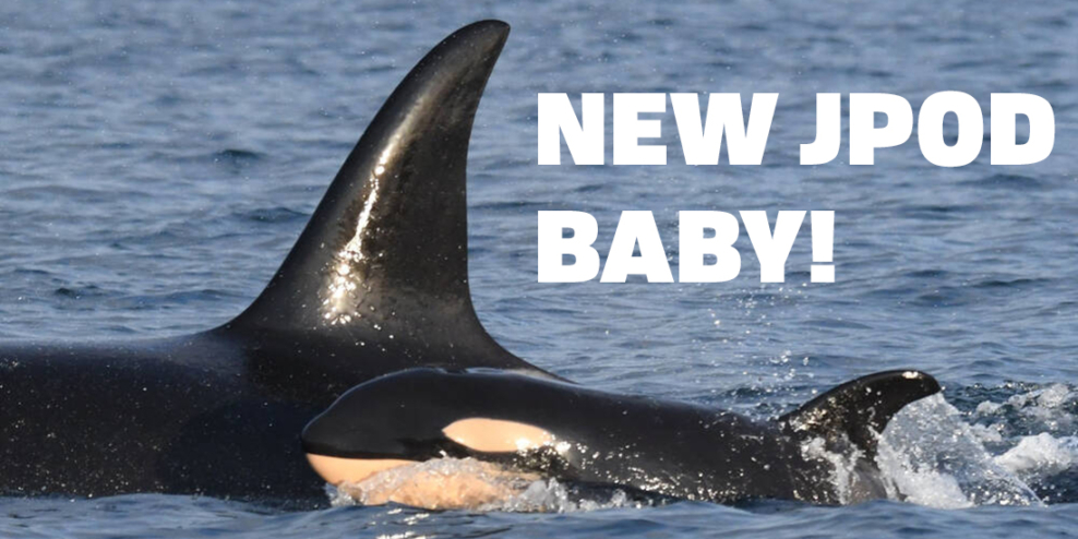 A baby orca swims alongside a big orca in the sun.