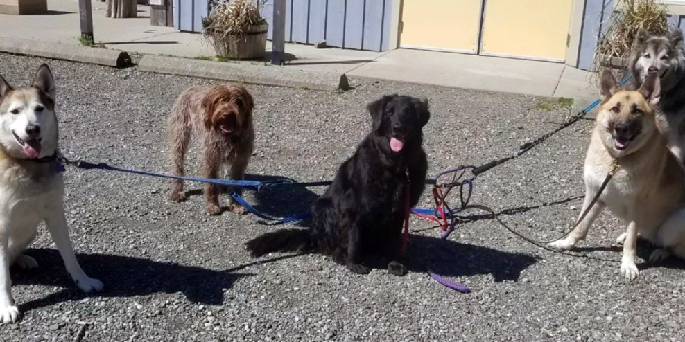 A picture of five dogs getting ready to go for a walk on a sunny day.