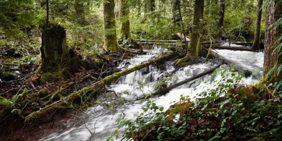 Perseverance Creek headwaters