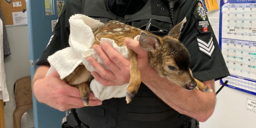 Sgt. Stuart Bates holds Hazel the baby deer.