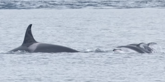 A shot of dolphins and Orca whales swimming together.