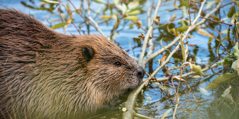 A beaver nibbles on a branch.