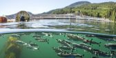 A photo half in and half out of water, with Atlantic salmon swimming in the water and lush mountains in the background.