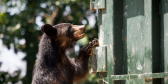 A baby bear inspects a garbage dumpster.